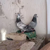 کبوتر  کفتر سرور آلمانی رنگی