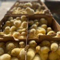 جوجه گوشتی نژادراس  قیمت مناسب مناسب