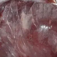 گوشت گوسفندی یخی تازه