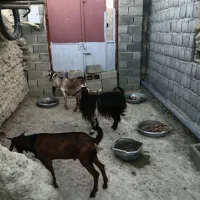 ۳ عدد گوسفند فروشی