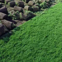 فروش چمن طبیعی مستقیم از تولیدی