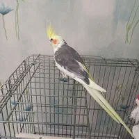 عروس هلندی سخنگو درشت