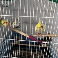 عروس هلندی