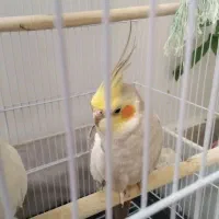عروس هلندی