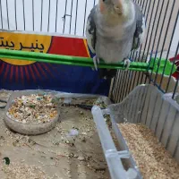 عروس هلندی 4 ماهه