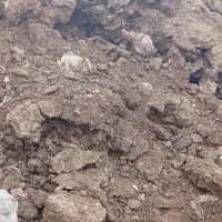 کود گوسفند