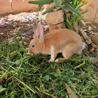بچه خرگوش