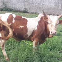 ورزاکوله چالوسی لوکس