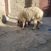بره گمشده