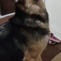 سگ ژرمن ماده