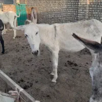 شیر الاغ خر دوشیدن در حضور