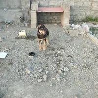 سگ ژرمن