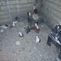 فروش کبوتر رنگ