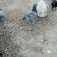 کبوتر سار نر