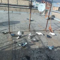 معاوضه کبوتر با مرغ محلی