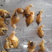 فروش حلزون اچانتیا