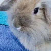 واگذاری خرگوش لوپ