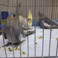 عروس هلندی