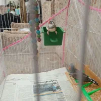 فنچ
