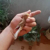 قناری ماده