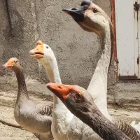 جوجه  قو غاز  غاز   ۲ ماهه خونگی به دلیل کمبود جا
