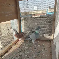 دوتاماده صید