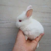 خرگوش