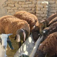 ۷ عدد نربره چاق با بهترین خوراک کیلویی ۷۰۰