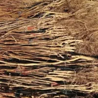 نهال گردو چندلر ۳ساله دسته بیلی زیر قیمت