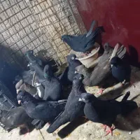 کبوتر‌ ‌زاغ ‌