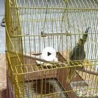 عروس هلندی جوجه