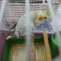 عروس هلندی ماده با قفس