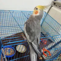 عروس هلندی نر سخنگو