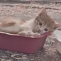 واگذاری گربه