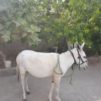 فروش الاغ گله