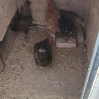 چهار تا مرغ و یک خروس جوان تخم گذار