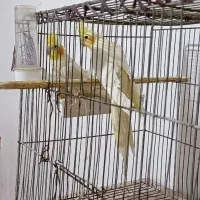 عروس هلندی جوان