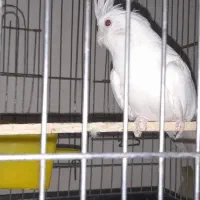 پرنده