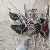 مرغ و خروس و جوجه  ، بوقلمون ، اردک