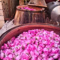 گلاب کاشان
