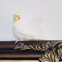 عروس هلندی