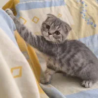 واگزاری گربه چینچیلا