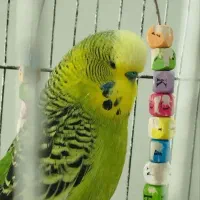 یک جفت مرغ عشق انگلیسی