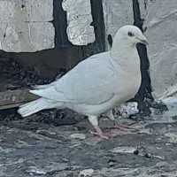 الماسی کرم سیاه