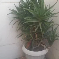 گل های زیبا