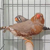 فنج کینگ
