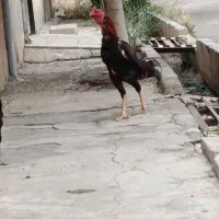 مرغ و خروس لاری