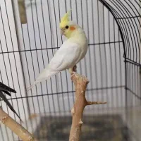 عروس هلندی درجه یک