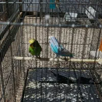 یه جفت مرغ عشق
