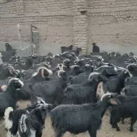 بز و بزغاله